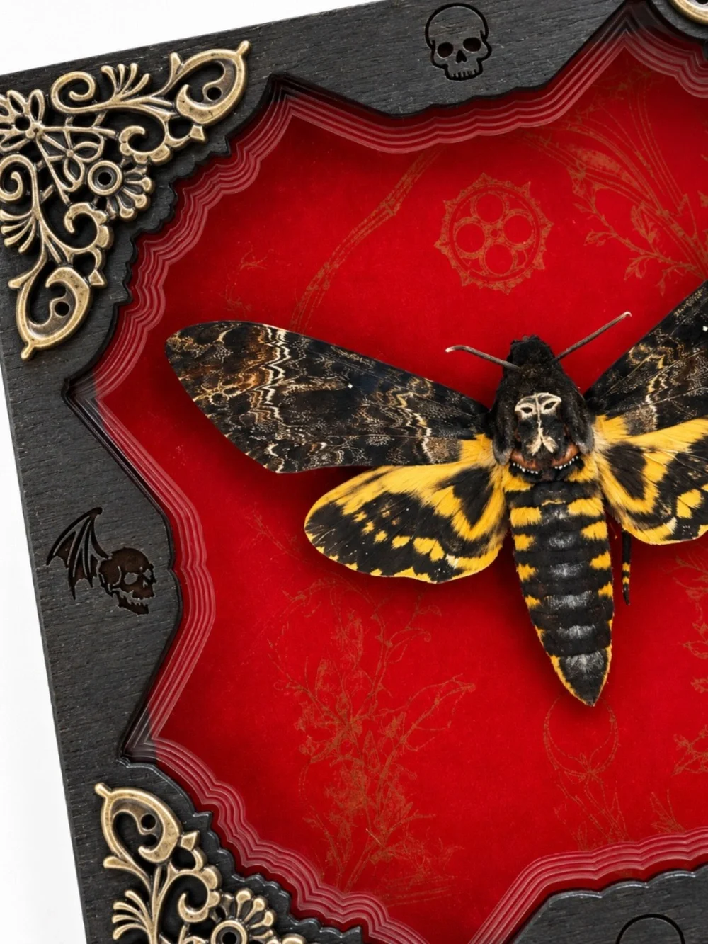 Gothic Moth Shadow Box, Preserved Specimen with Skull and Bat Details